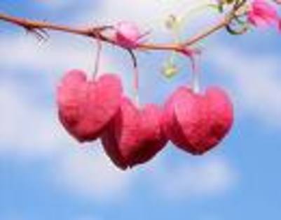 imagesCAMUTL6S - Happy Valentine is day