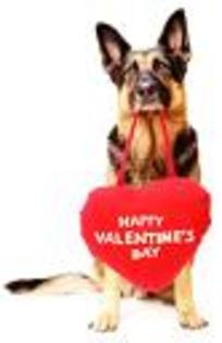 imagesCAPLIAFJ - Happy Valentine is day