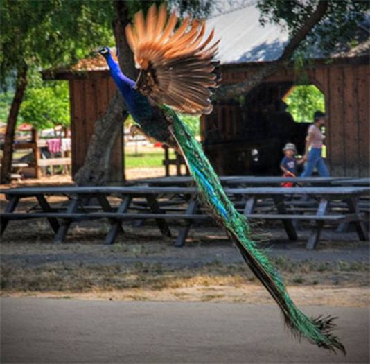 flying peacock (10)