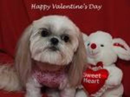 imagesCAWFBFWW - Happy Valentine is day