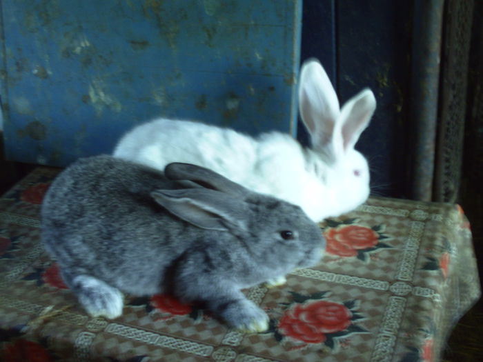 PICT0211 surori urias belgian 2,5 luni.