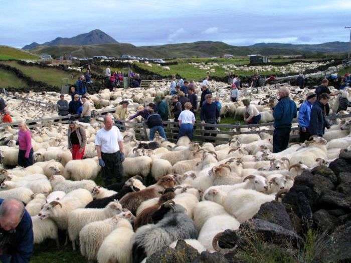 Alesul oilor Icelandic la englezi