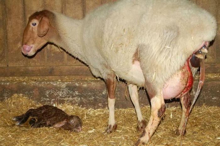 Oaie Awassi de lapte la fatare - Rase de oi si capre-Poze deosebite-4