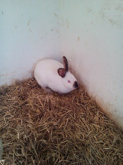 10930887_714084938711778_6269554373269076516_n - F1