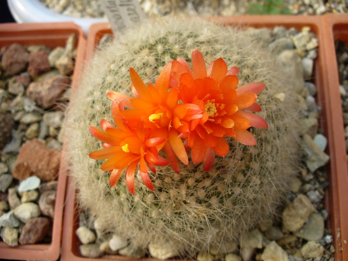 brasilicactus_hasselbergii