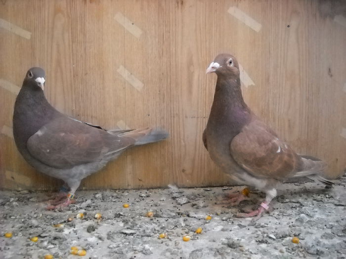 Vanduti