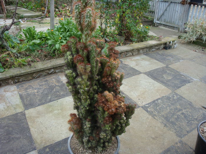 Cereus peruvianus 'monstrosus'