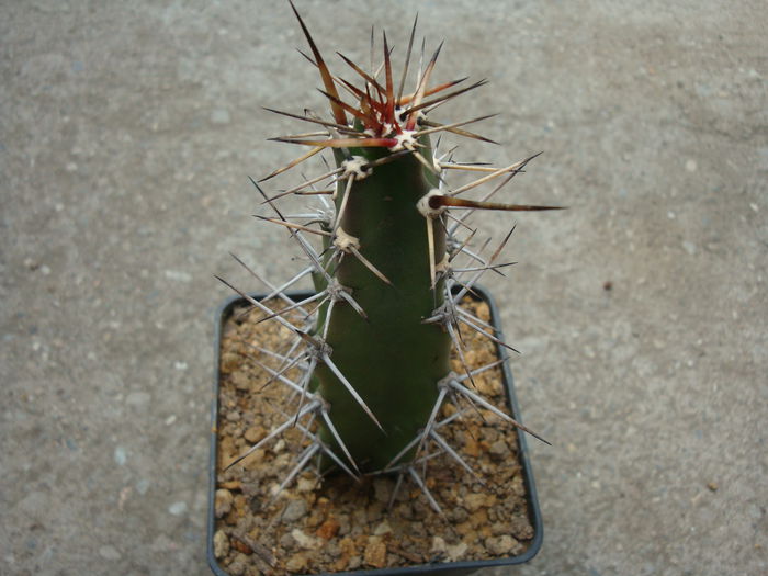 Cereus phatnospermus subsp. kroenleinii   (N.P.Taylor) P.J.Braun & Esteves 1997; Origine: Bolivia, Brazilia (Mato Grosso, Mato Grosso de Sud), Paraguay
