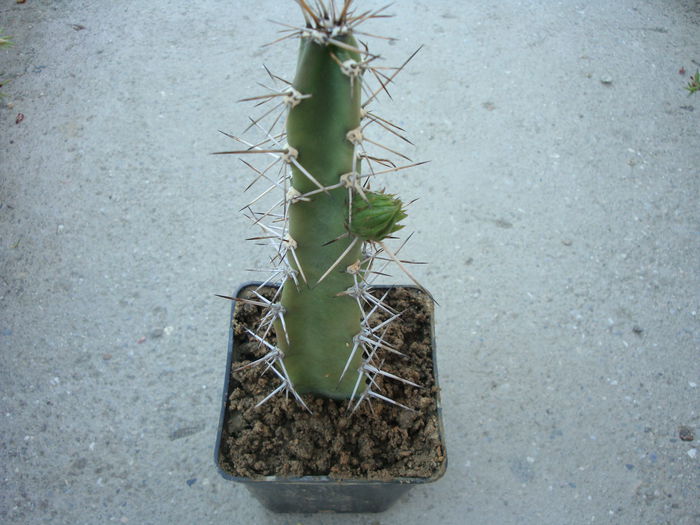 Cereus phatnospermus subsp. kroenleinii  (N.P.Taylor) P.J.Braun & Esteves 1997; Origine: Bolivia, Brazilia (Mato Grosso, Mato Grosso de Sud), Paraguay
