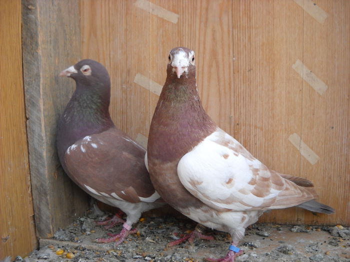 Vanduti