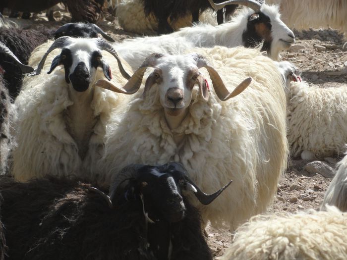 Capre Pashmina in Pakistan - Rase de oi si capre-Poze deosebite-5