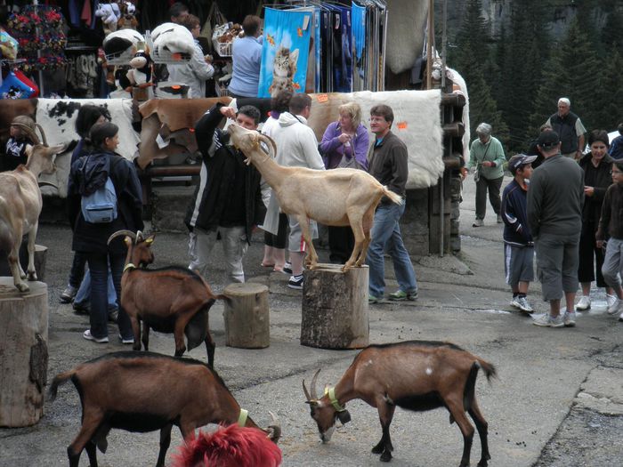 Capre printre oameni la un bazar - Rase de oi si capre-Poze deosebite-5