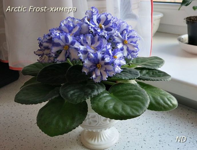 arctic-frost-himera_3299