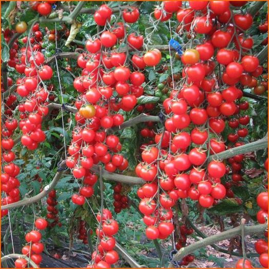 ROSII CHERRY CILIEGINO - seminteviilegume