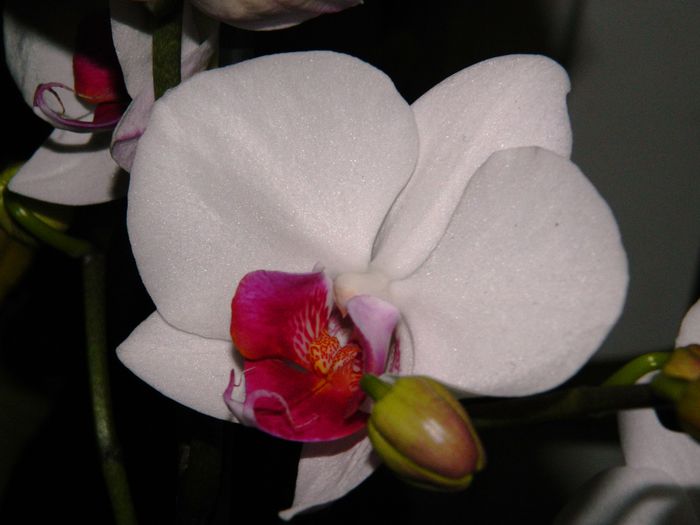 DSCN7590 - 2015_IANUARIE_ALBUM SPECIAL