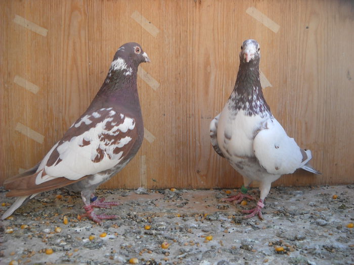 Vanduti