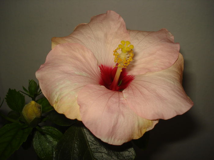 O noua floricica... - HIBISCUS 2015