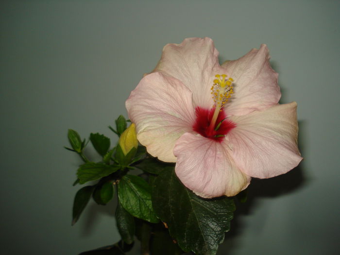 DSC09567 - HIBISCUS 2015