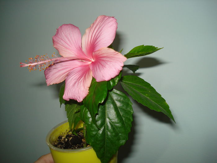 Dainty Pink - HIBISCUS 2015