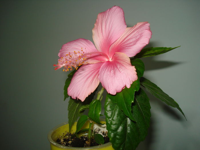 Dainty Pink - HIBISCUS 2015