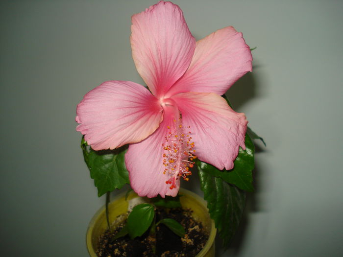 Dainty Pink - HIBISCUS 2015