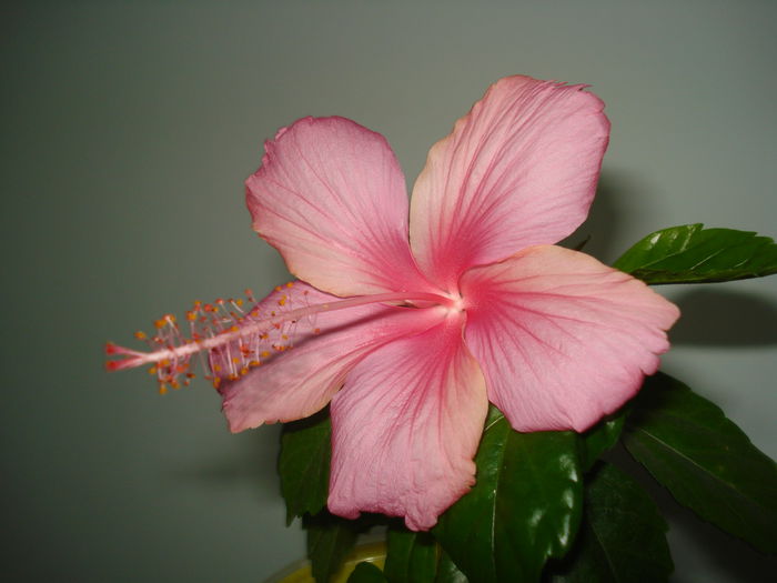 Dainty Pink - HIBISCUS 2015