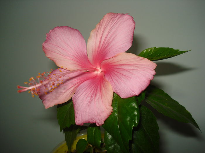 Dainty Pink - HIBISCUS 2015