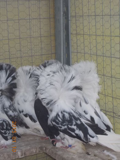 gulerati 10  01 15 020