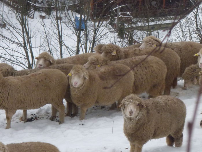 tigai bele  de munte - Gospodaria