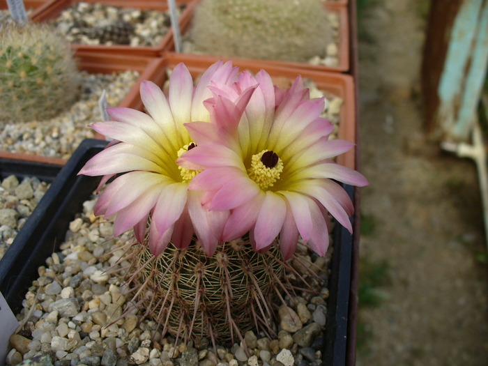 notocactus_rutilans - genul Notocactus