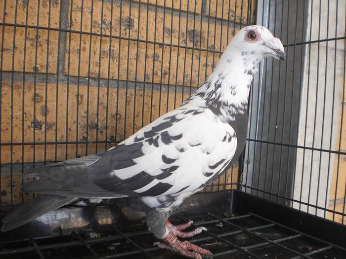 10447657_657353084347891_9169821495056797338_n