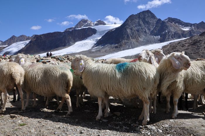 Acum trecem Alpii - Rase de oi si capre-Poze deosebite-5