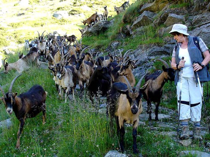 Alpine si Capre Passiria - Rase de oi si capre-Poze deosebite-5