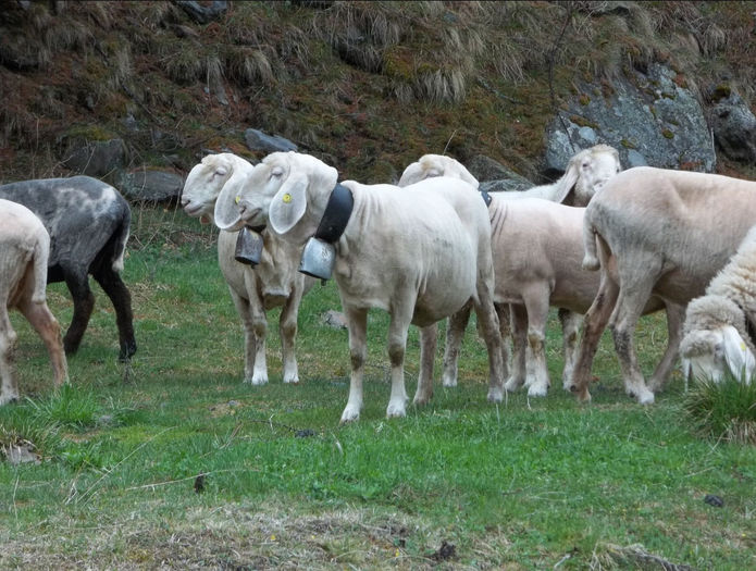 Bergschaf tunse - Rase de oi si capre-Poze deosebite-5