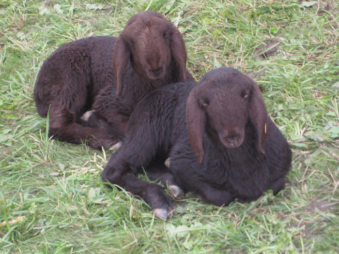 Miei Schwarzbraunes Bergschaf - Rase de oi si capre-Poze deosebite-5