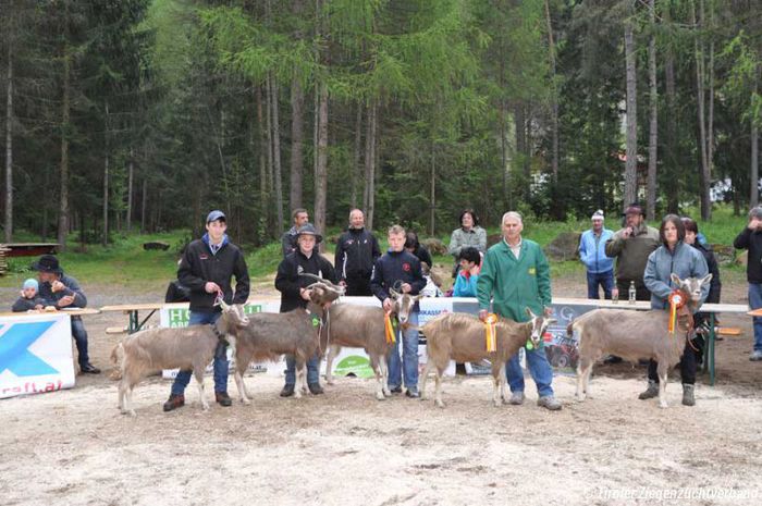 Toggenburg cu premii
