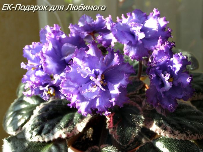 ek-podarok-dlya-lyubimogo1_3746