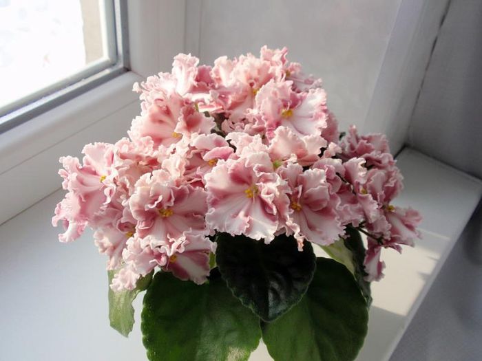 Rockin' Robin-химера (Вера Киселева)