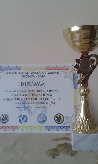 Campion Italiene Galbene -M Expo Nationala Suceava 2014; Campion Italiene Galbene -M Expo Nationala Suceava 2014
