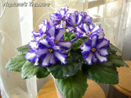 neptune-s-treasure_7032