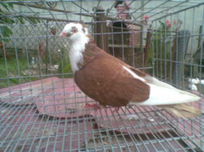 98684221_OHKKPAS3 - vanduti