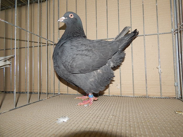 DSCN9119 - Timisoara ianuarie 2015