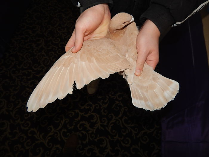 DSCN9145 - Timisoara ianuarie 2015