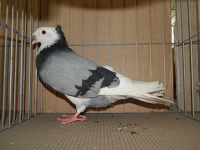 DSCN9156 - Timisoara ianuarie 2015