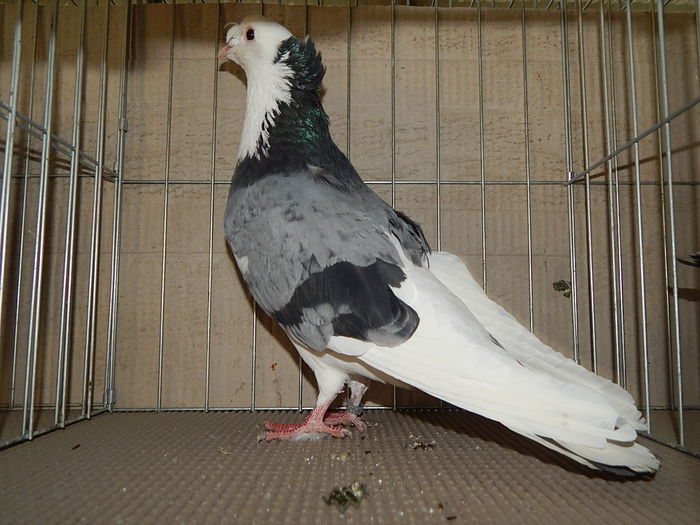 DSCN9158 - Timisoara ianuarie 2015