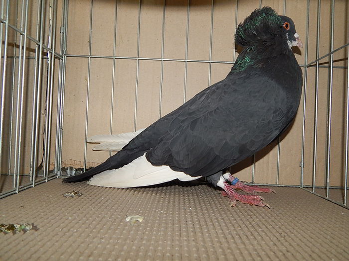 DSCN9160 - Timisoara ianuarie 2015