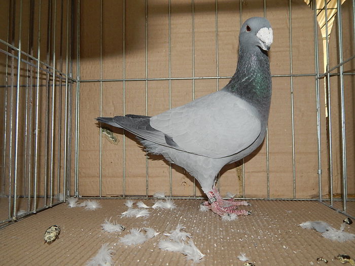 DSCN9163 - Timisoara ianuarie 2015