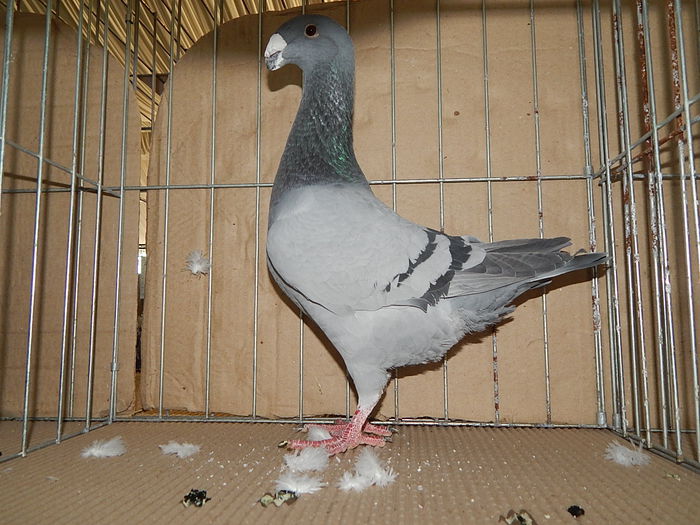 DSCN9166 - Timisoara ianuarie 2015