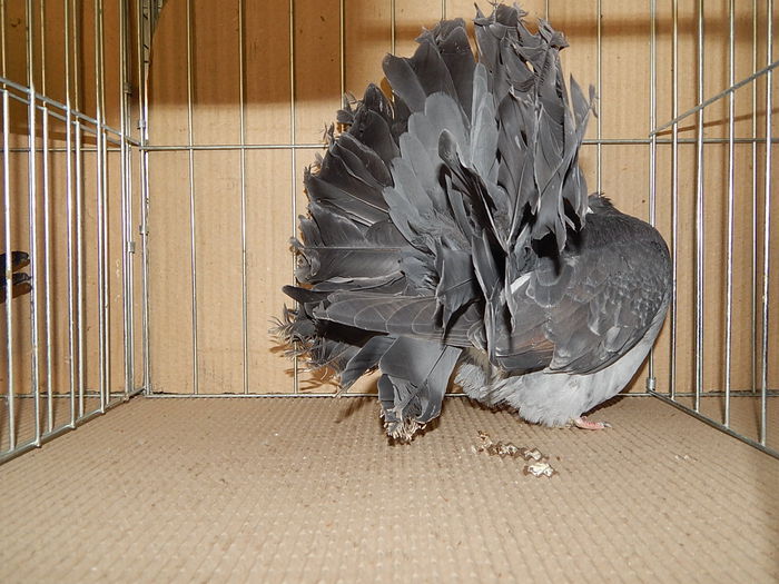 DSCN9167 - Timisoara ianuarie 2015