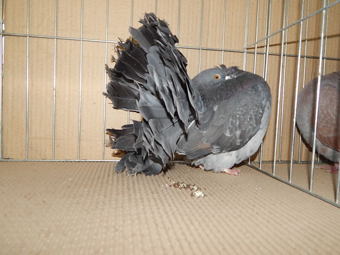 DSCN9168 - Timisoara ianuarie 2015